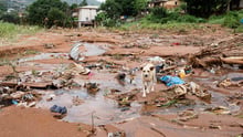 Sierra Leone dog at scene of mudslides
