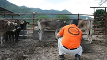 Cattle being examined by our disaster response team 