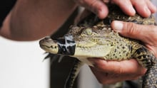 A crocodile with their mouth taped shut