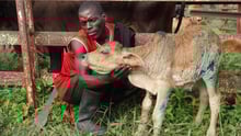 A man with his young calf, which has received veterinary treatment at a World Animal Protection organised assessment in the Dolo district of Malawi following flooding.
