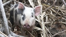 A pig stands amid fallen debris on Epi Island, Vanuatu.