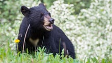 A bear in the wild