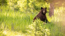 A bear in the wild