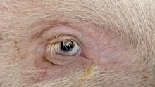 A closeup of a pigs eye