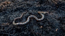 Cobra queimada em uma área que pegou fogo na Amazônia