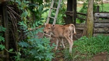 Zebu the goat near Mr Kalawanas house in Sri Lanka after floods - Disaster response - World Animal Protection