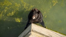 A captive black bear at Marineland