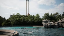 Beluga whales at Marineland