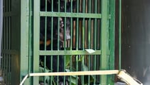 Chinh in his cage before rescue