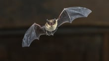 A wild bat flying at night