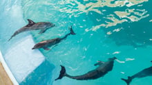 Captive dolphins in a tank