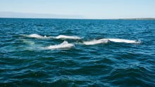 A pod of beluga whales in the wild