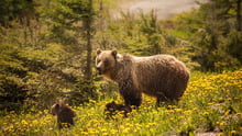 A brown bear family in the wild