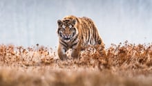 A tiger in the wild