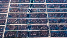 A feedlot full of cattle