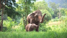 Elephants in the wild