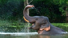 An elephant in sanctuary