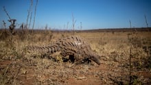 A pangolin in the wild