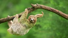 A wild sloth hanging from a tree