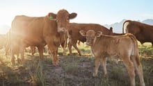 Cows on a high welfare farm