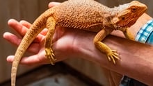 A bearded dragon in a person's hands
