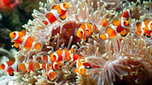 A group of clown fish in an anemone