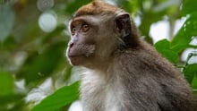 Long-tailed macaque