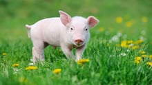A piglet in the grass