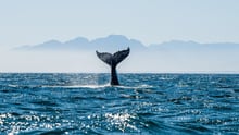 A wild whale tail in the ocean