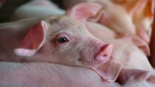 Piglets on a farm