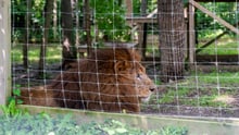 A lion captive in a roadside zoo
