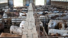 Cattle in a feed lot