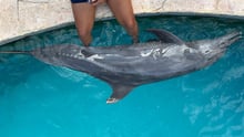 A captive dolphin in a venue in Mexico