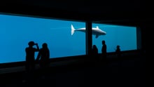 Captive belugas at Marineland