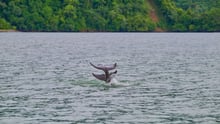 Two wild dolphins at Golfo Dulce Whale Heritage Area