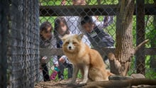 A fox at a roadside zoo with onlookers