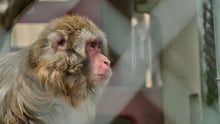 Rescued monkey at Story Book Farm Primate Sanctuary