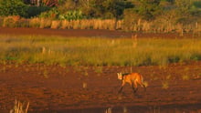 A Maned Wolf in the wild