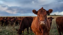 A cow in a field