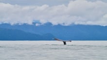A humpback whale at Golfo Dulce Whale Heritage Area