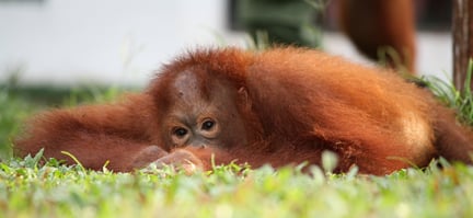 A chimpanzee laying in the grass