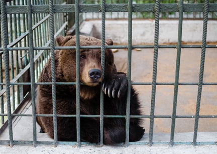 Caged bear