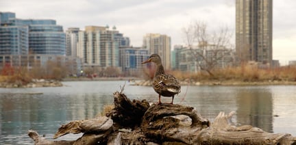 A duck in an urban area