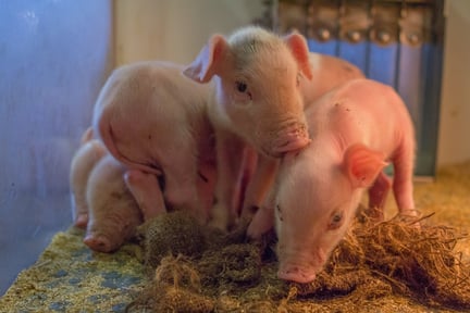 Piglets under a heat lamp on a farm