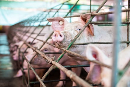 Pigs in cages on a farm