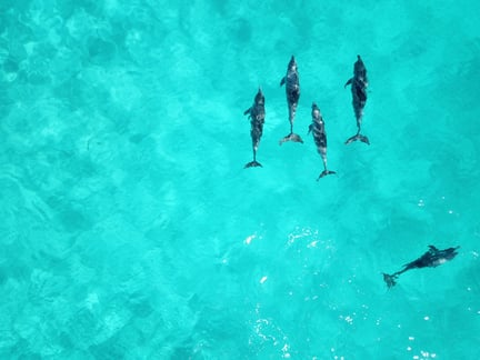 Dolphins in the wild