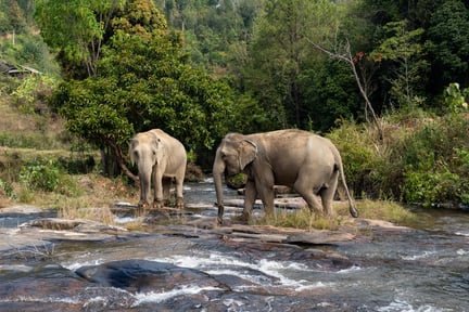 Elephants in the wild
