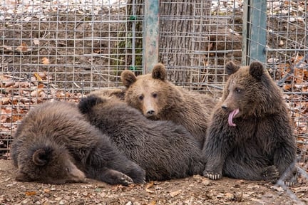 Rescued bears in sanctuary