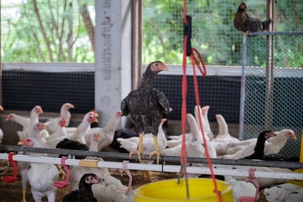 Chickens on a high-welfare farm