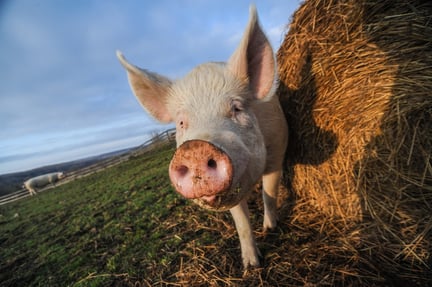 A pig at a high welfare farm